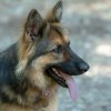 les 20 ans de Cani-Copains