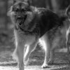 les 20 ans de Cani-Copains