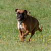 les 20 ans de Cani-Copains