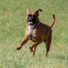 les 20 ans de Cani-Copains