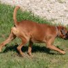 les 20 ans de Cani-Copains