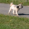 les 20 ans de Cani-Copains