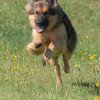 les 20 ans de Cani-Copains