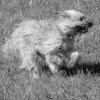 les 20 ans de Cani-Copains