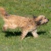 les 20 ans de Cani-Copains