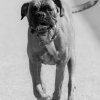 les 20 ans de Cani-Copains