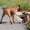 les 20 ans de Cani-Copains