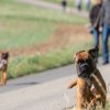 les 20 ans de Cani-Copains
