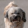 les 20 ans de Cani-Copains