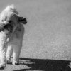 les 20 ans de Cani-Copains