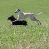les 20 ans de Cani-Copains