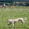 les 20 ans de Cani-Copains