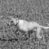 les 20 ans de Cani-Copains