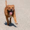 les 20 ans de Cani-Copains