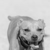 les 20 ans de Cani-Copains
