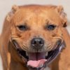 les 20 ans de Cani-Copains
