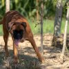 les 20 ans de Cani-Copains