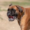 les 20 ans de Cani-Copains