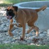 les 20 ans de Cani-Copains
