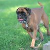 les 20 ans de Cani-Copains