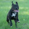 les 20 ans de Cani-Copains