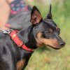 les 20 ans de Cani-Copains
