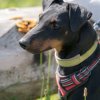les 20 ans de Cani-Copains