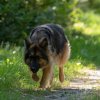les 20 ans de Cani-Copains