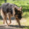 les 20 ans de Cani-Copains