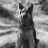 les 20 ans de Cani-Copains