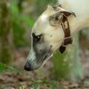 les 20 ans de Cani-Copains