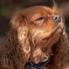 les 20 ans de Cani-Copains