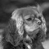 les 20 ans de Cani-Copains