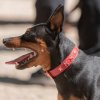 les 20 ans de Cani-Copains