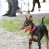 les 20 ans de Cani-Copains