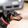 les 20 ans de Cani-Copains