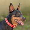 les 20 ans de Cani-Copains