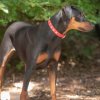 les 20 ans de Cani-Copains