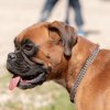 les 20 ans de Cani-Copains