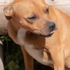 les 20 ans de Cani-Copains