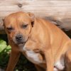 les 20 ans de Cani-Copains