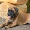 les 20 ans de Cani-Copains