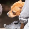 les 20 ans de Cani-Copains