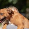 les 20 ans de Cani-Copains