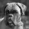 les 20 ans de Cani-Copains