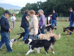 Cani-Copains