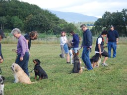 Cani-Copains