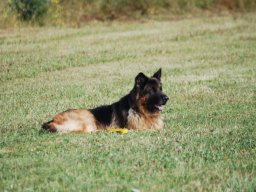 Cani-Copains
