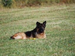 Cani-Copains