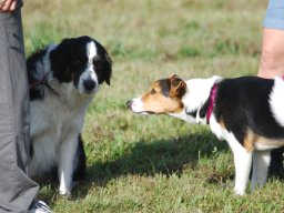 Cani-Copains
